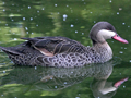 Red-billed Teal